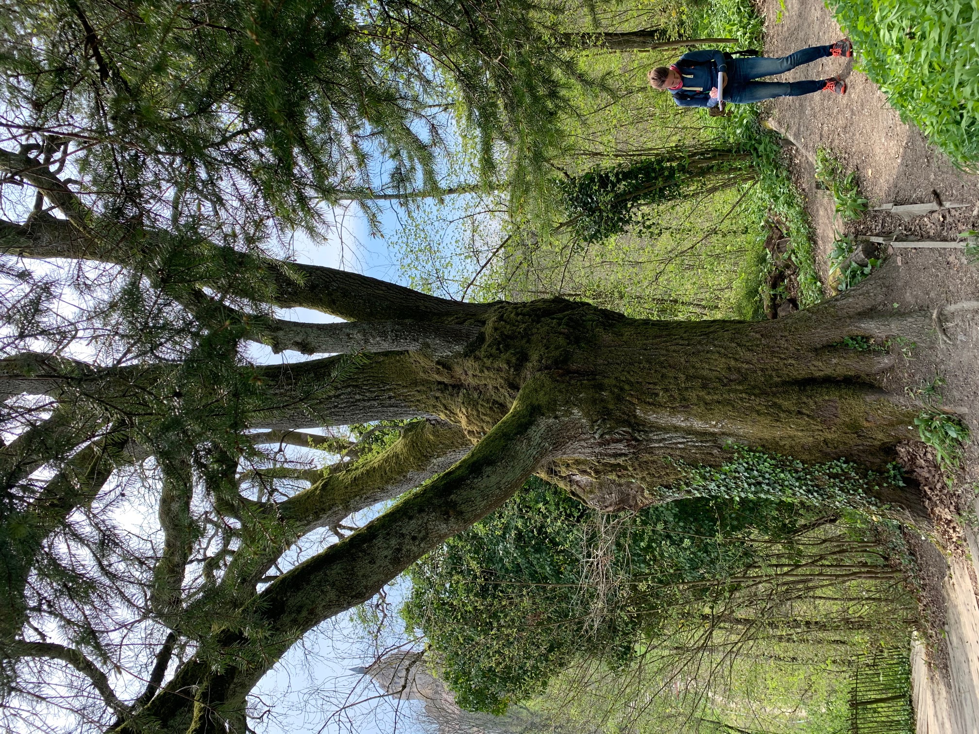 Sentier de la Morges – Le magnifique chêne